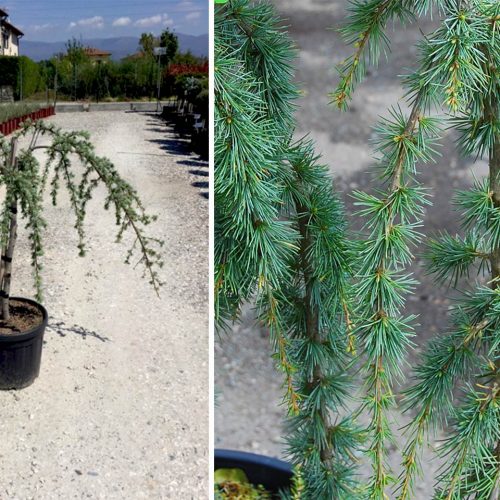 Cedrus Atlantica Glauca Pendula (Weeping Blue Atlas Cedar) – Quarter Standard