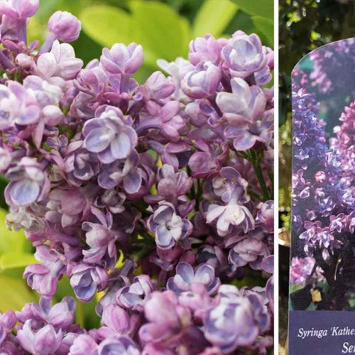 Syringa Vulgaris (Common Lilac / Pipe Privet)