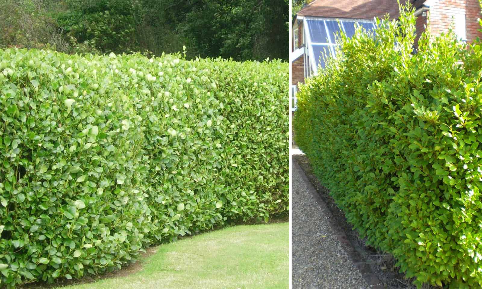 Trimming Griselinia Hedge Nz At Elijah Rosa Blog Trimming Griselinia Hedge Nz At Elijah Rosa Blog