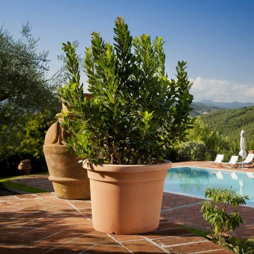 Smooth Cylinder Pot