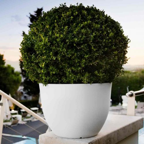 'Orione' Pot