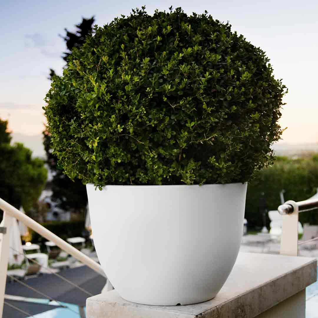 Orione' Pot – Garden Plants Online