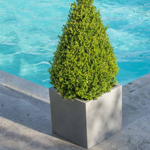 'Atlantis Light' Square Planter