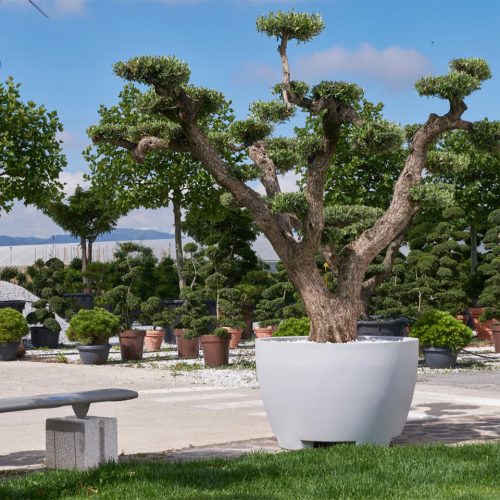 Megalos (Extra Large Pot / Planter Container)