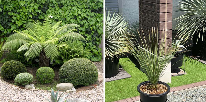Care and Maintenance Advice for Palm Trees – Garden Plants Online