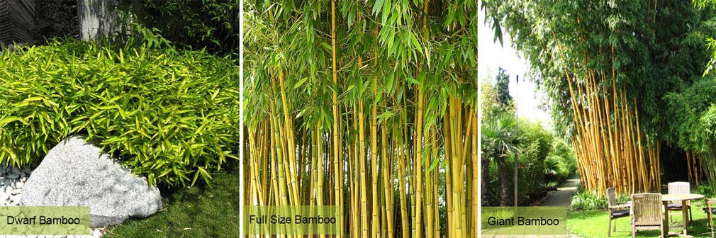 Bamboo Care and Maintenance