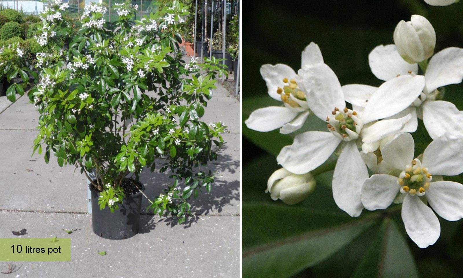 choisya ternata (mexican orange) – shrub – garden plants online
