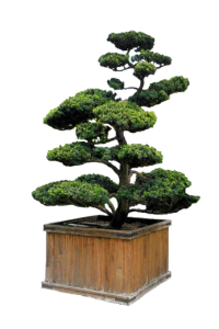 Conifer Bonsai Plants