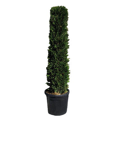 Conifer Cylinder