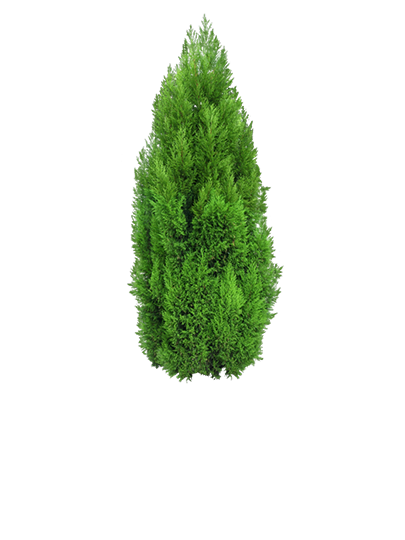 Conifer Hedging