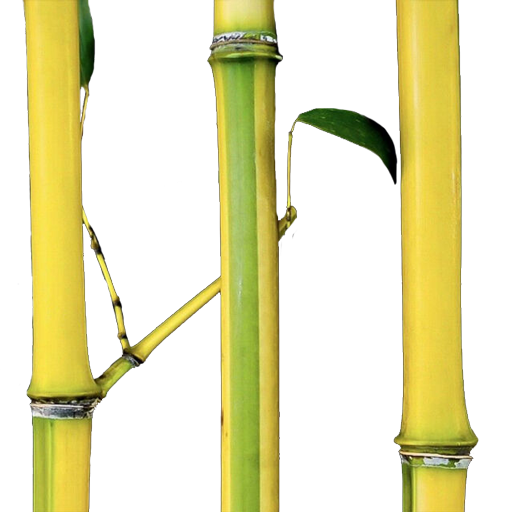 Full Size Bamboo