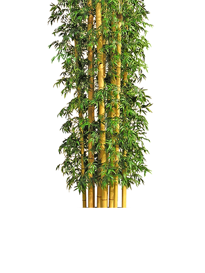 Giant Bamboo