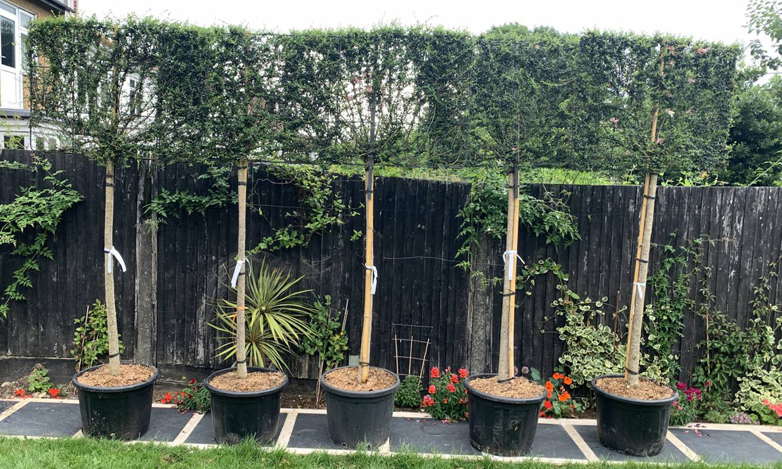 Ligustrum Jonandrum (Delavay Privet) – 3/4 Standard Espalier - 12 - 14 (cm)
