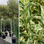 Ligustrum Japonicum Excelsum Superbum – Standard