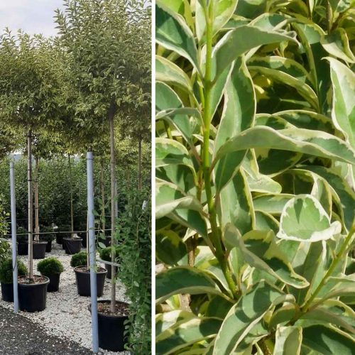 Ligustrum Japonicum Excelsum Superbum - Standard