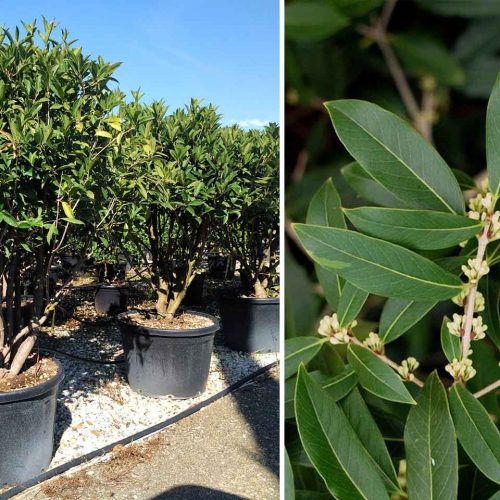 Osmanthus Armatus - Multi-Stem