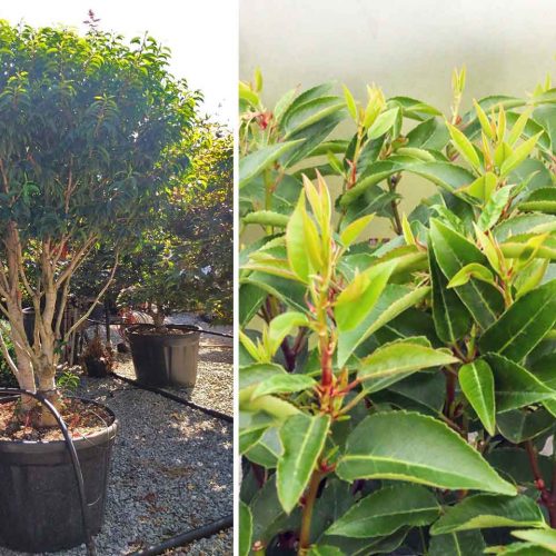 Prunus Lusitanica (Portugal Laurel / Cherry Bay / Portuguese Laurel Cherry) - Multi-Stem