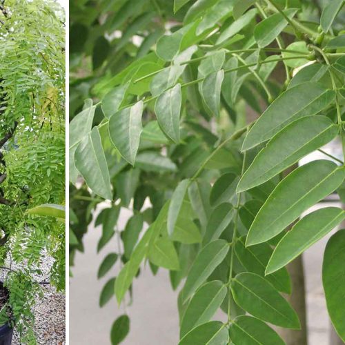 Sophora Japonica - Twisted