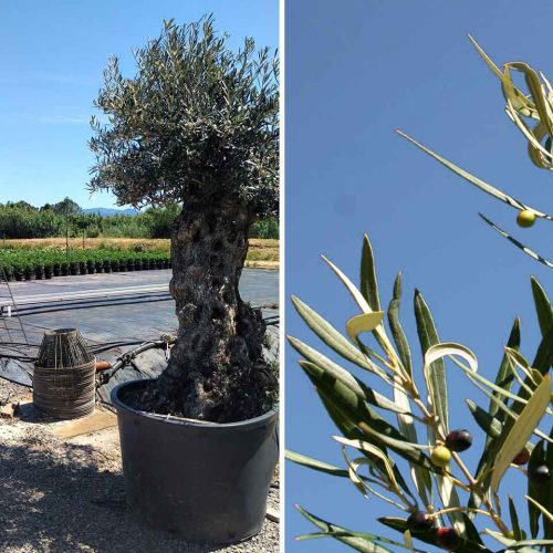 Common Olive Tree (Olea Europea) – Extra