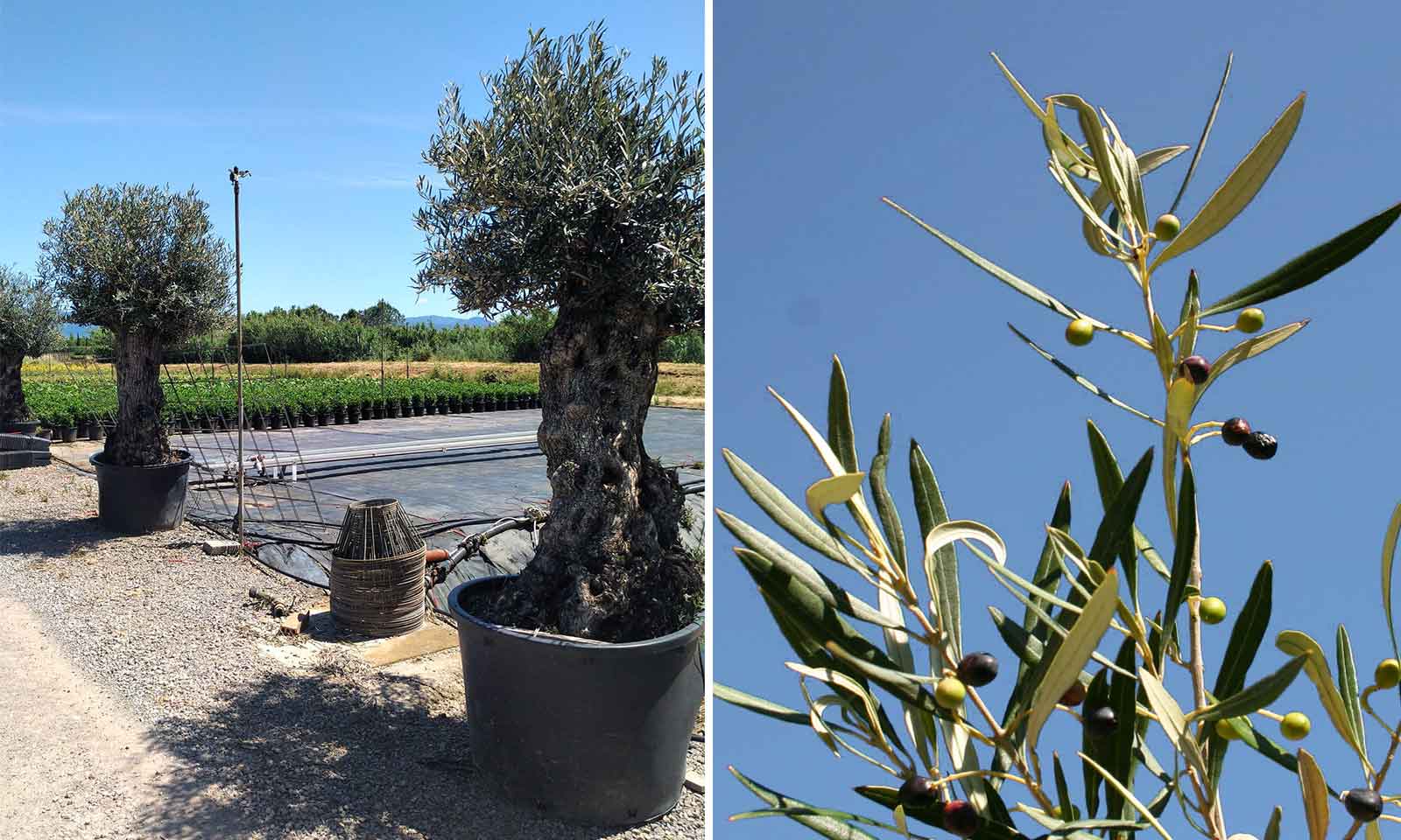 Olea Europea (Olive Tree) - Extra