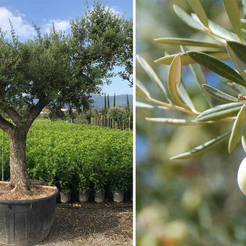 Olea Europea 'Ramificato' (Common Olive)