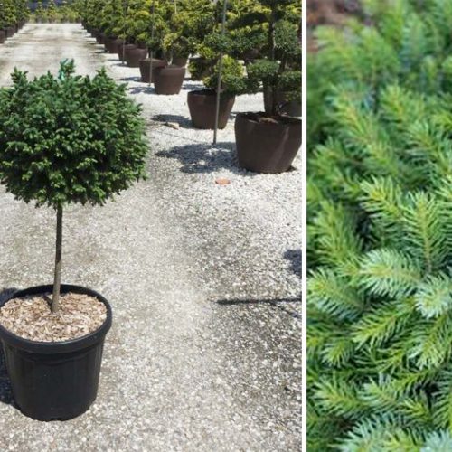 Picea Omorika ‘Nana’ – Quarter-Standard