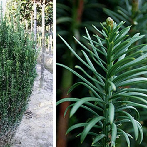 Cephalotaxus Harringtonia ‘Fastigiata’