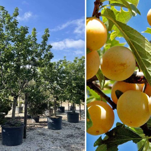 Prunus domestica 'Mirabelle' - Half-Standard - Extra