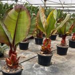 Musa Ensete ‘Santa Morelli’ (Ethiopian Black Banana)
