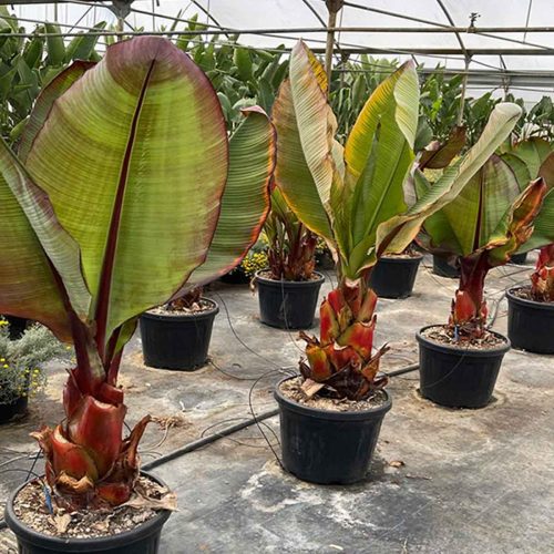 Musa Ensete 'Santa Morelli' (Ethiopian Black Banana)