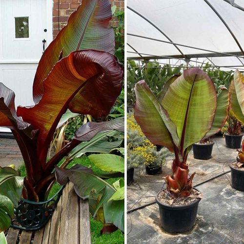 Musa Ensete 'Santa Morelli' (Ethiopian Black Banana)