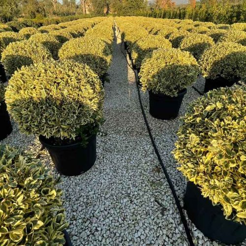 Euonymus Japonicus ‘Elegantissimus Aureus’ (Japanese Spindle ‘Elegantissimus Aureus’) – Ball