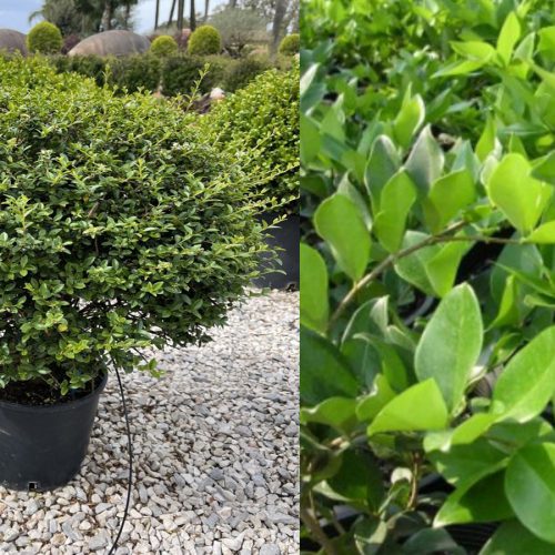 Ligustrum Jonandrum (Delavay Privet) – Ball