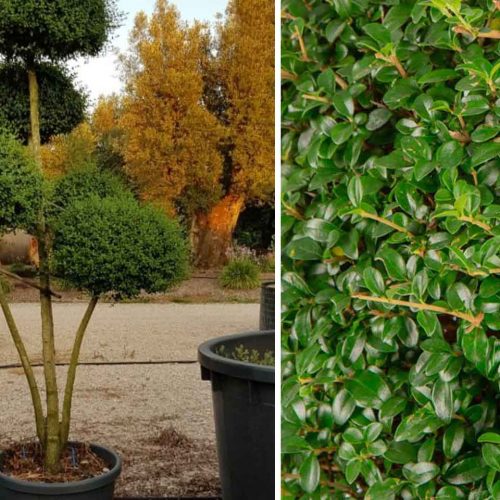 Ligustrum Jonandrum (Delavay Privet) – Pom Pon