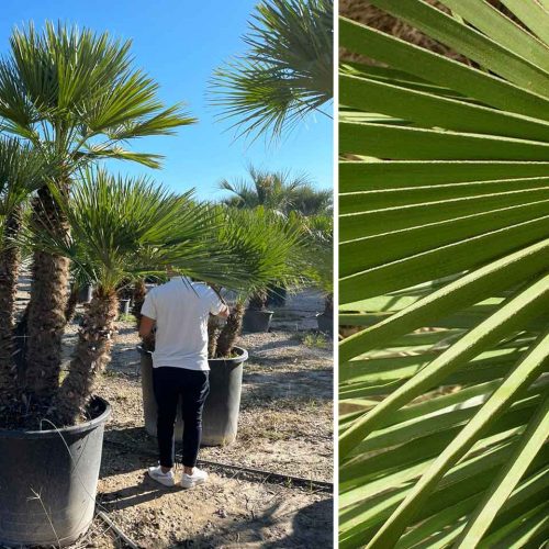 Chamaerops Humilis (Mediterranean Fan Palm) – Multi-Stem – Extra