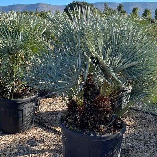 Chamaerops Humilis Cerifera (Blue Mediterranean Fan Palm) – Multi-Stem – Extra