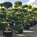 Scots Pine (Pinus Sylvestris) Bonsai