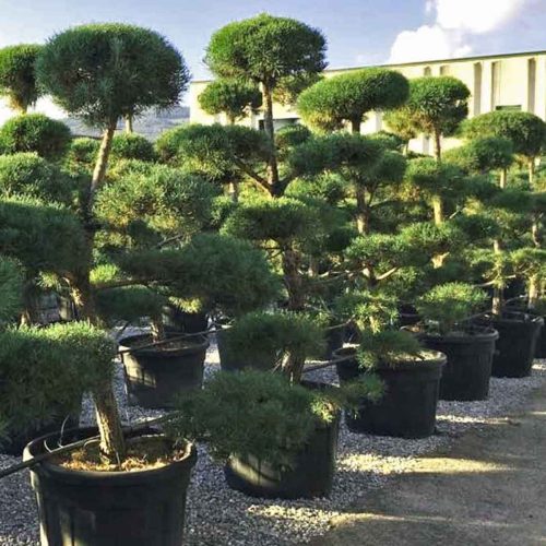 Scots Pine (Pinus Sylvestris) Bonsai