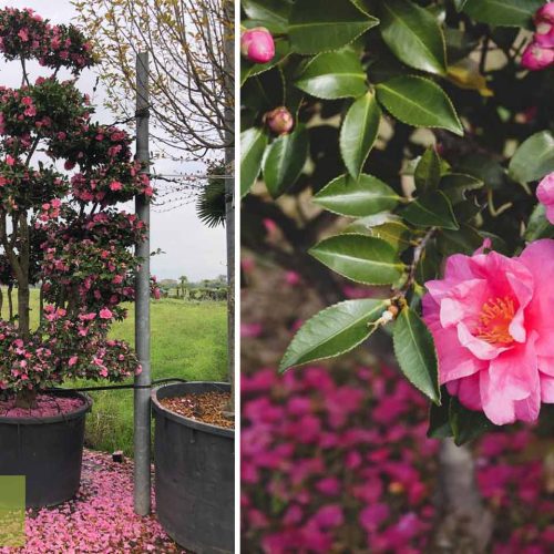 Camellia Sasanqua Bonsai Tree