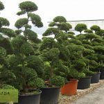 Ilex Crenata Kinme Japanese Style