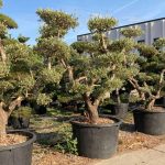 Common Olive Tree (Olea Europea) – Bonsai