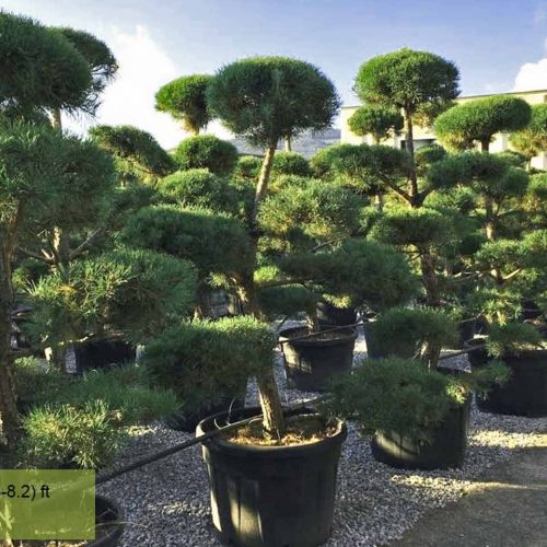 Scots Pine (Pinus Sylvestris) Bonsai