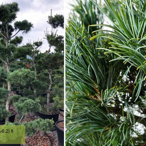 White Pine (Pinus Parviflora Tempelhof) Japanese Style