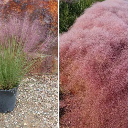 Muhlenbergia Capillaris (Pink Muhly Grass)