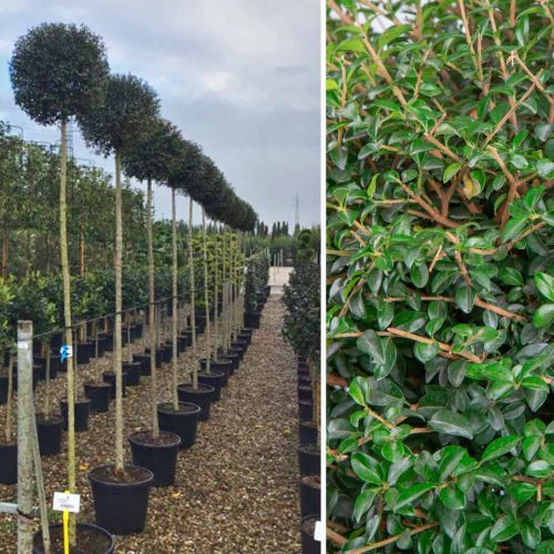 Ligustrum Jonandrum (Lollipop Privet) – Standard Ball