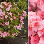 Azalea Japonica – Ball