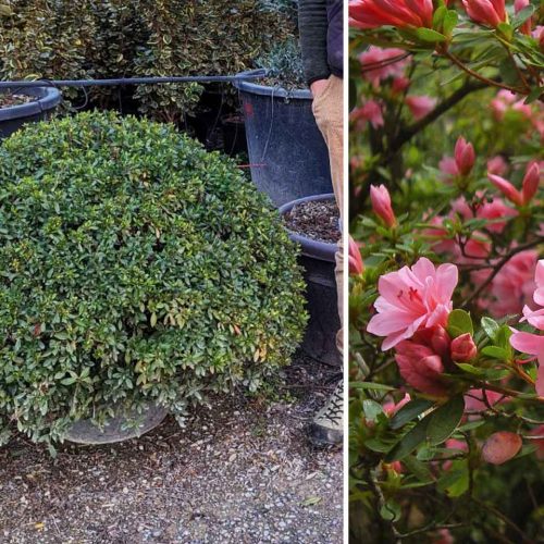 Azalea Japonica – Pillow Shape