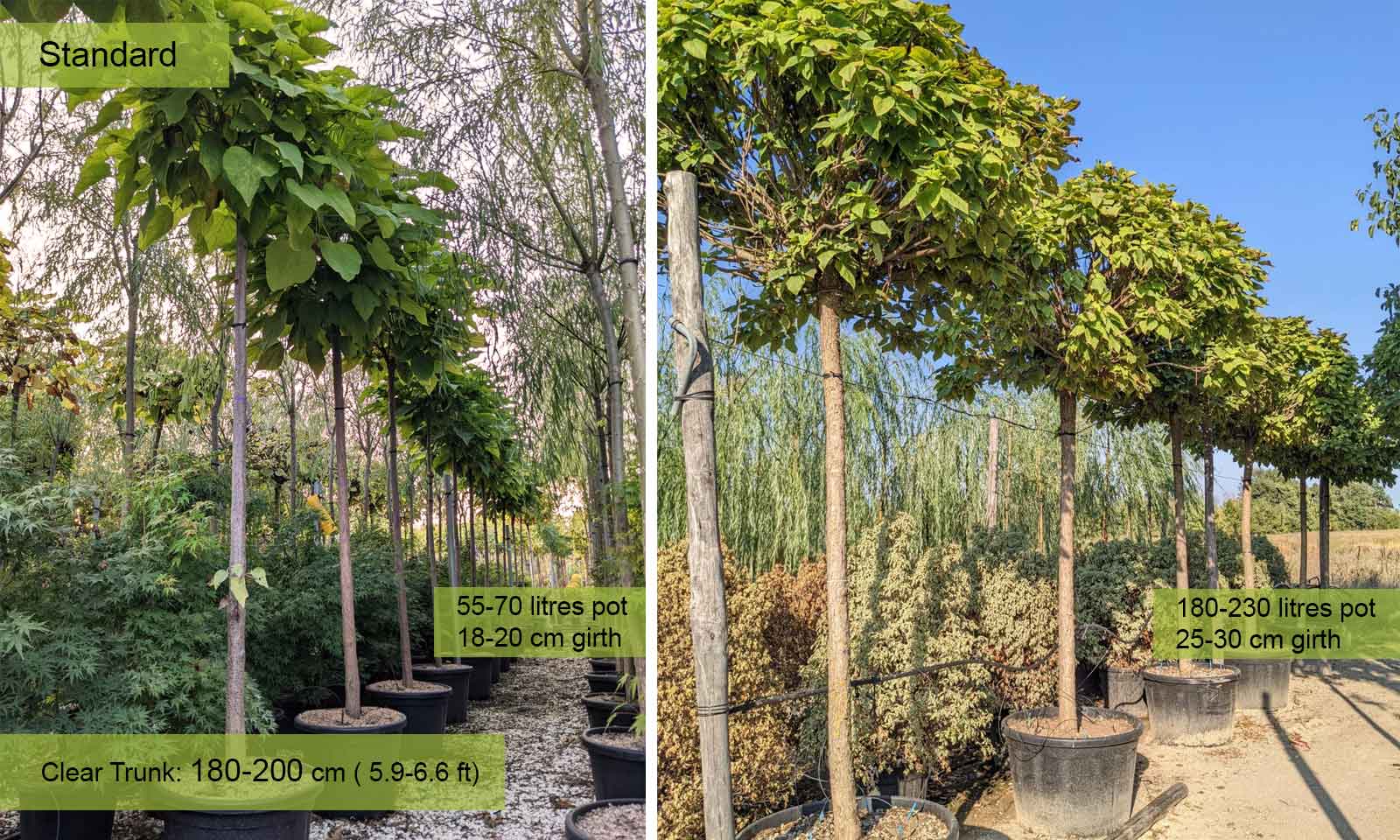 Catalpa Bungei Nana (Dwarf Indian Bean tree) Standard Garden Plants Online Catalpa Bungei Nana (Dwarf Indian Bean tree) Standard Garden Plants Online