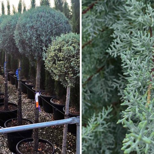 Blue Arizona Cypress (Cupressus Arizonica Fastigiata) – Half-Standard