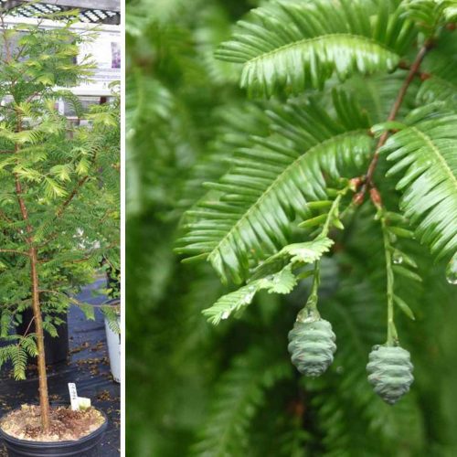 Metasequoia Glyptostroboides (Dawn Redwood)